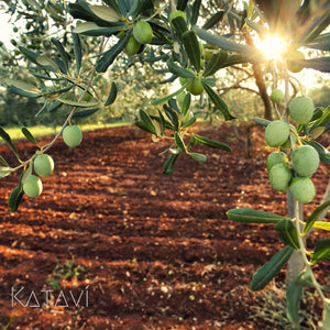 Santos-picual-EXTRA VIRGIN OLIVE OIL