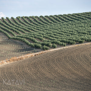 Santos-picual-EXTRA VIRGIN OLIVE OIL